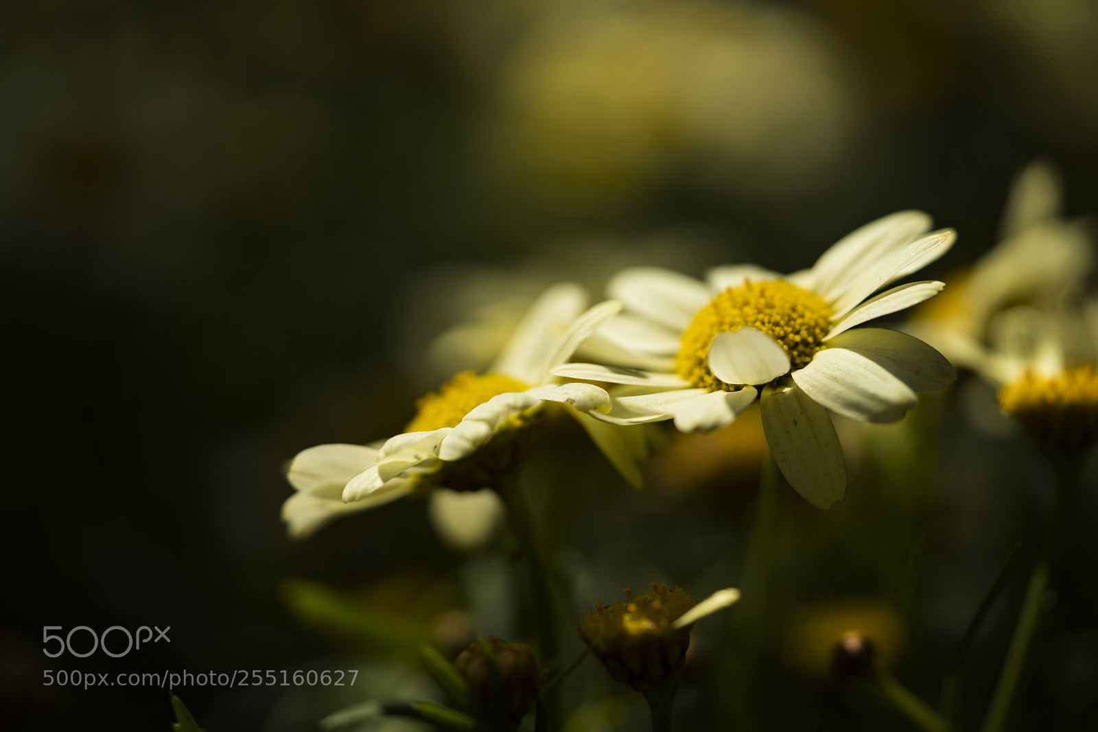 Sony a7R II sample photo. Flowers in dream photography