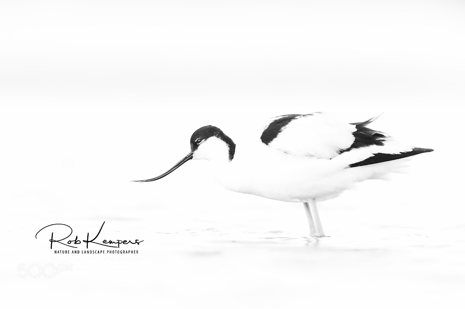 Canon EOS-1D X sample photo. High key pied avocet photography