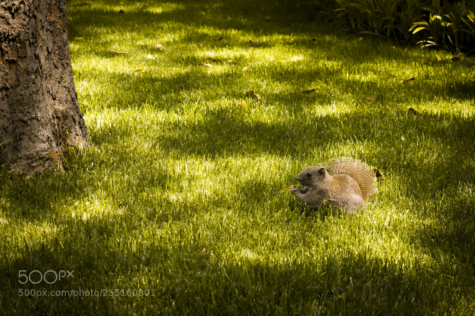 Canon EOS 700D (EOS Rebel T5i / EOS Kiss X7i) sample photo. Squirrel photography