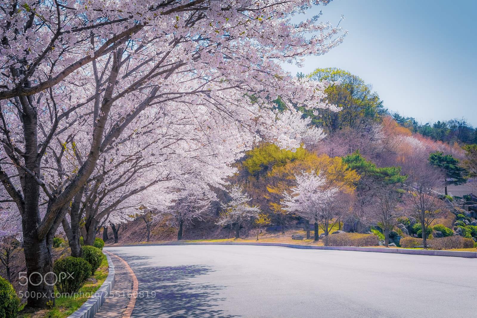 Canon EOS 80D sample photo. Cherry blossom iii photography