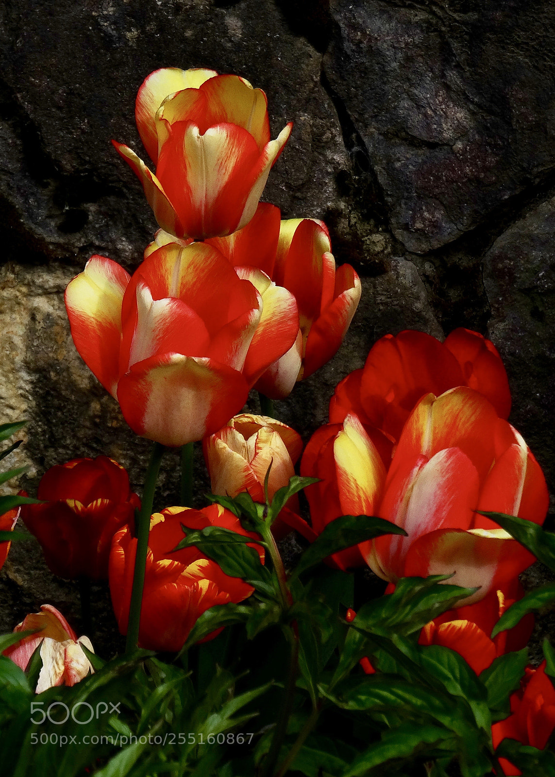 Sony Cyber-shot DSC-HX50V sample photo. Tulips in soft light photography