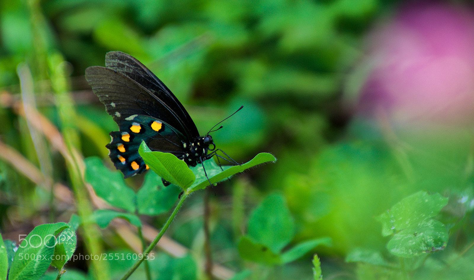 Nikon D7200 sample photo. Mariposa photography