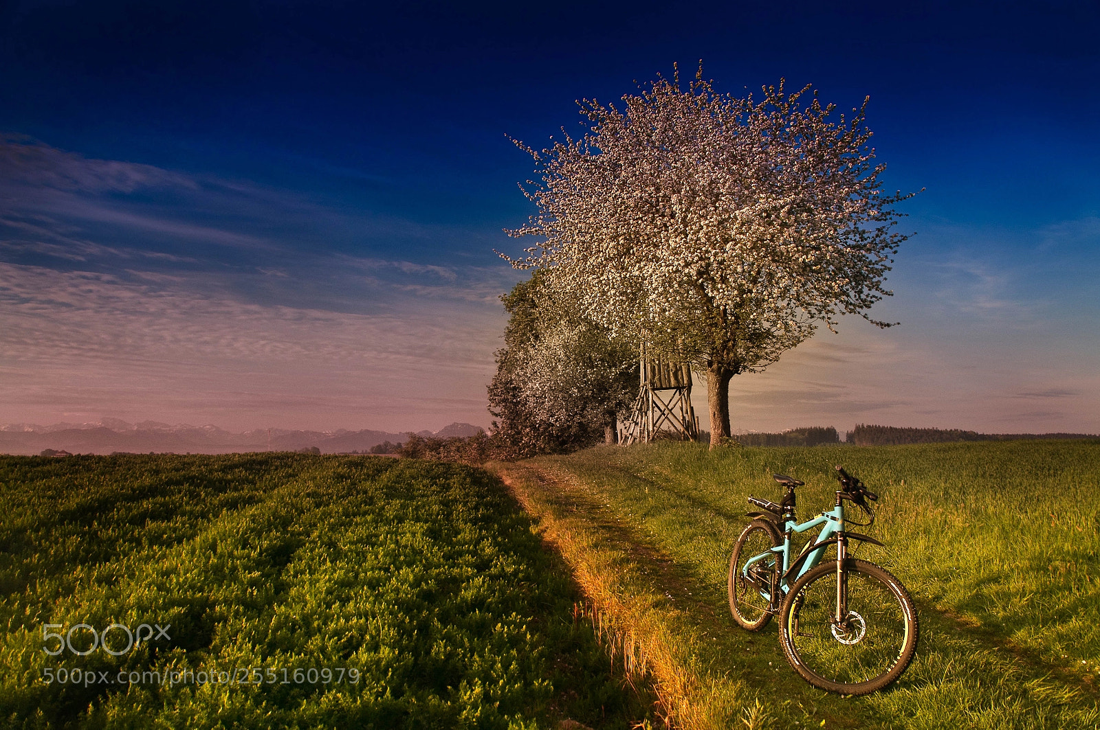 Nikon D90 sample photo. Velo in springtime photography