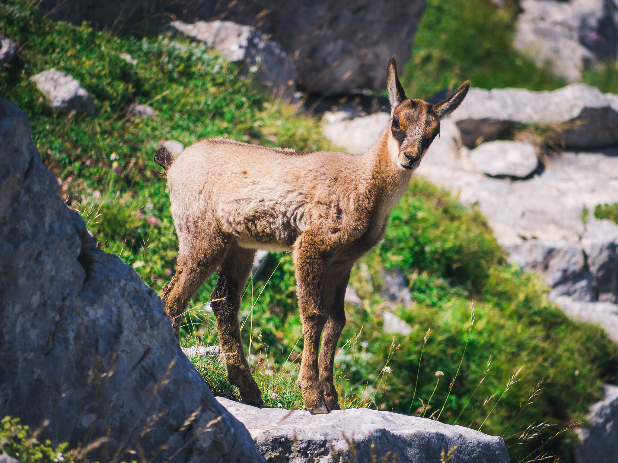 Panasonic Lumix DMC-G2 sample photo. Abruzzo chamois photography