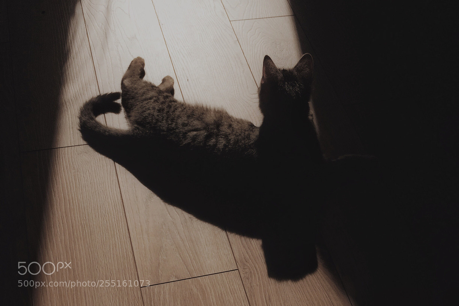 Apple iPhone 5s sample photo. Untitled photography