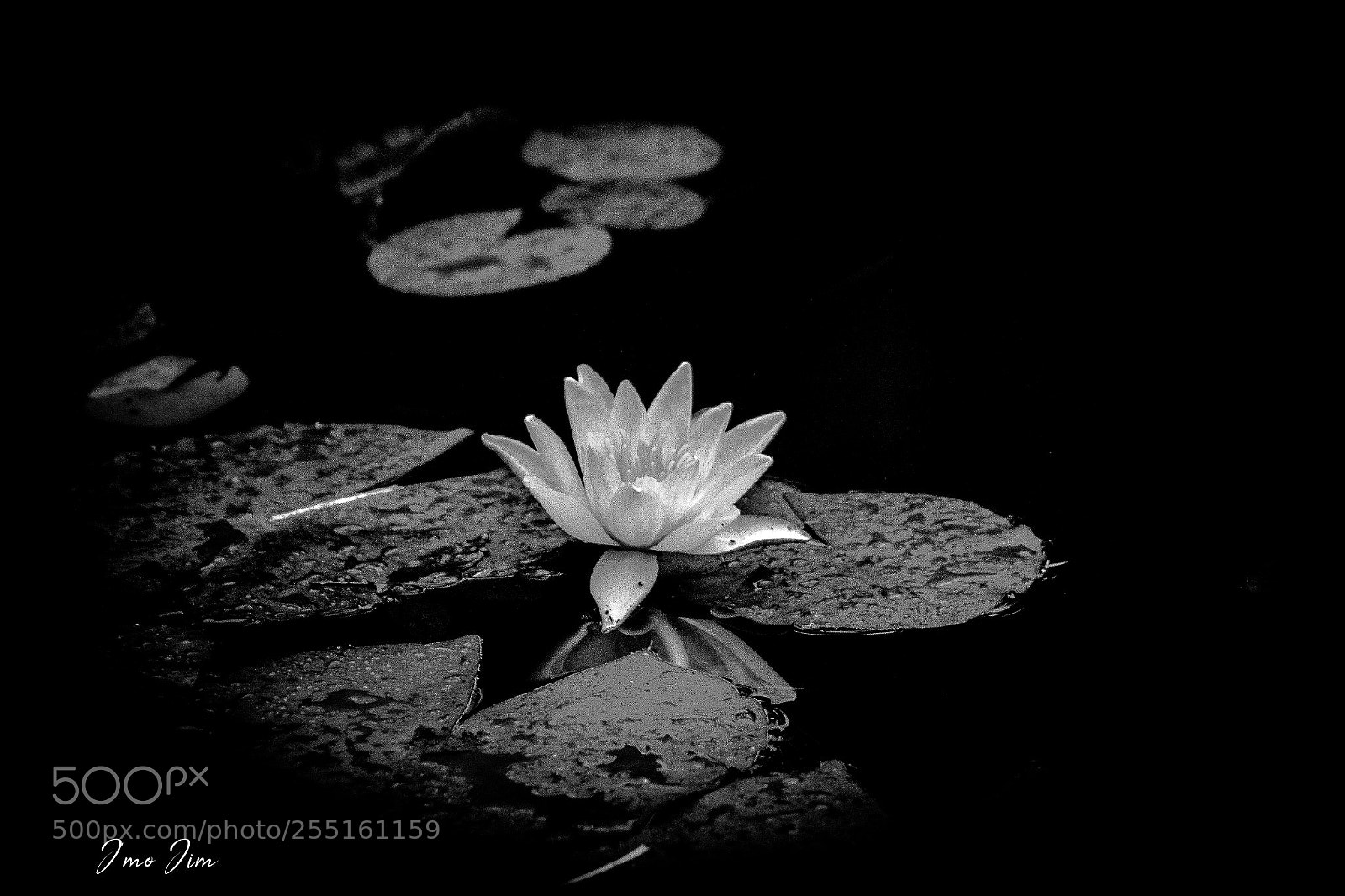 Canon EOS 100D (EOS Rebel SL1 / EOS Kiss X7) sample photo. Nenuphar photography