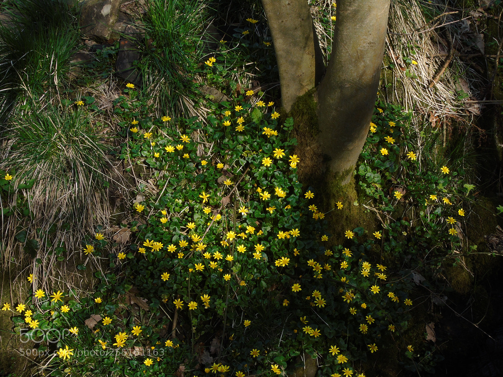 Sony Cyber-shot DSC-H400 sample photo. Lesser celandine yellow flowers photography