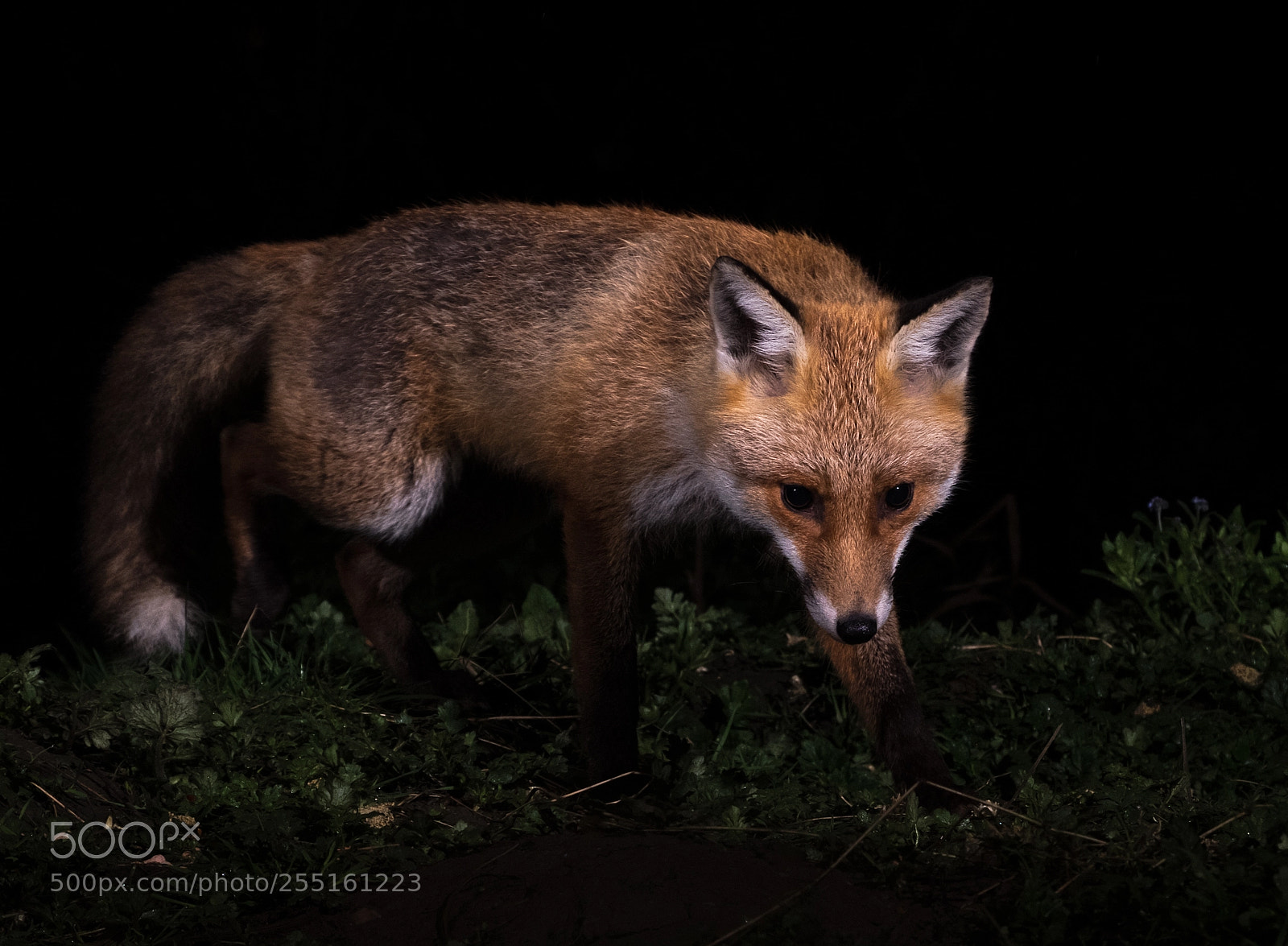 Fujifilm X-H1 sample photo. Lovely fox in my photography