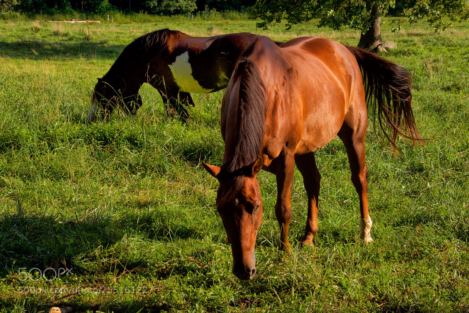 Nikon D7200 sample photo. Horses photography