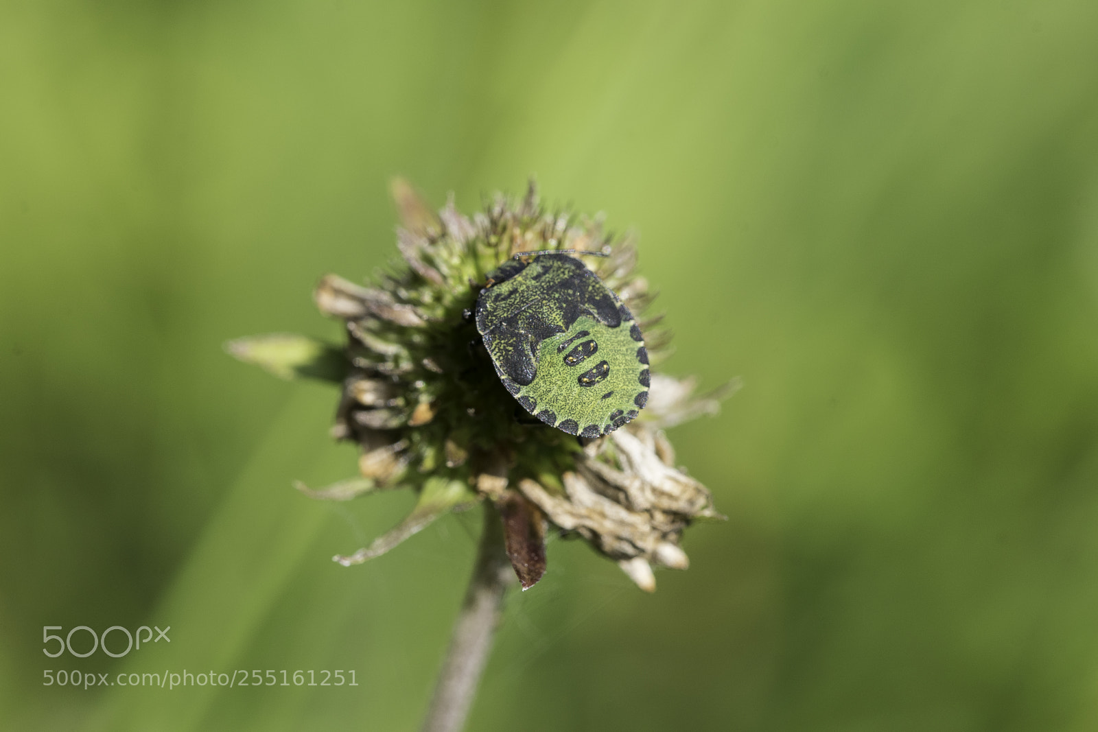 Nikon D5300 sample photo. Insects and butterflies photography
