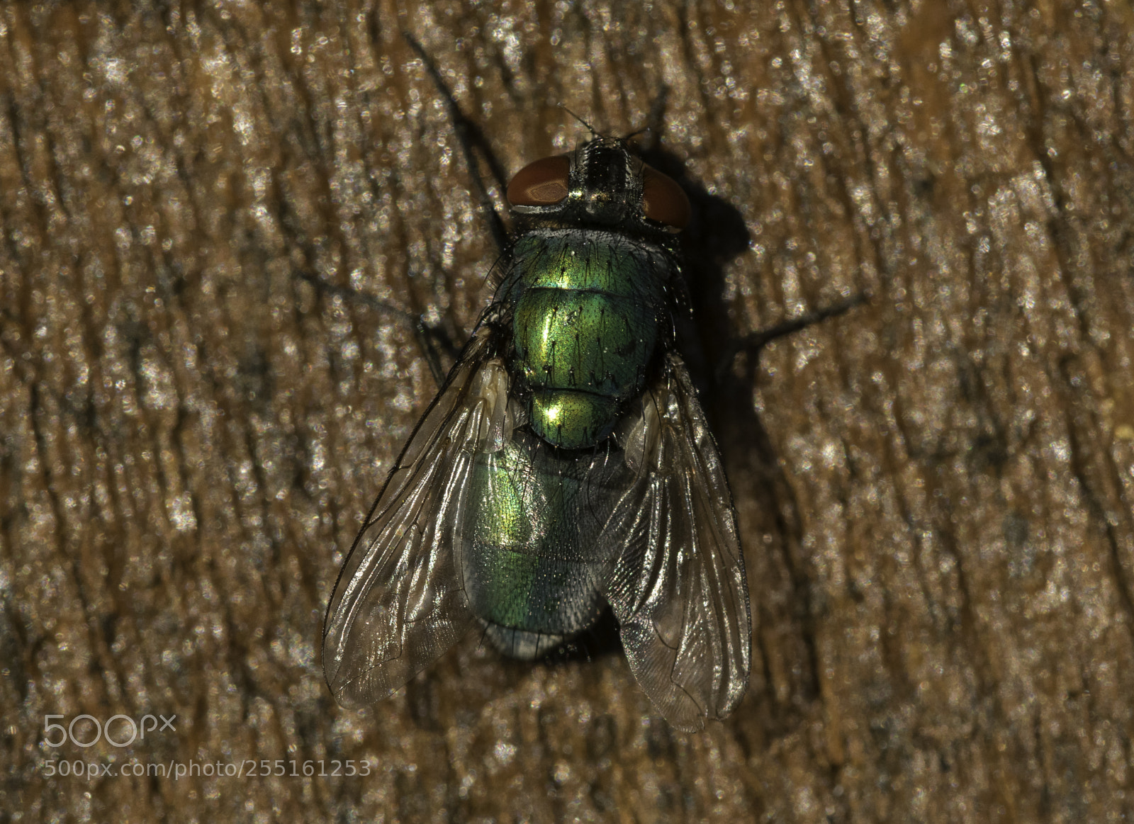 Nikon D5300 sample photo. Insects and butterflies photography
