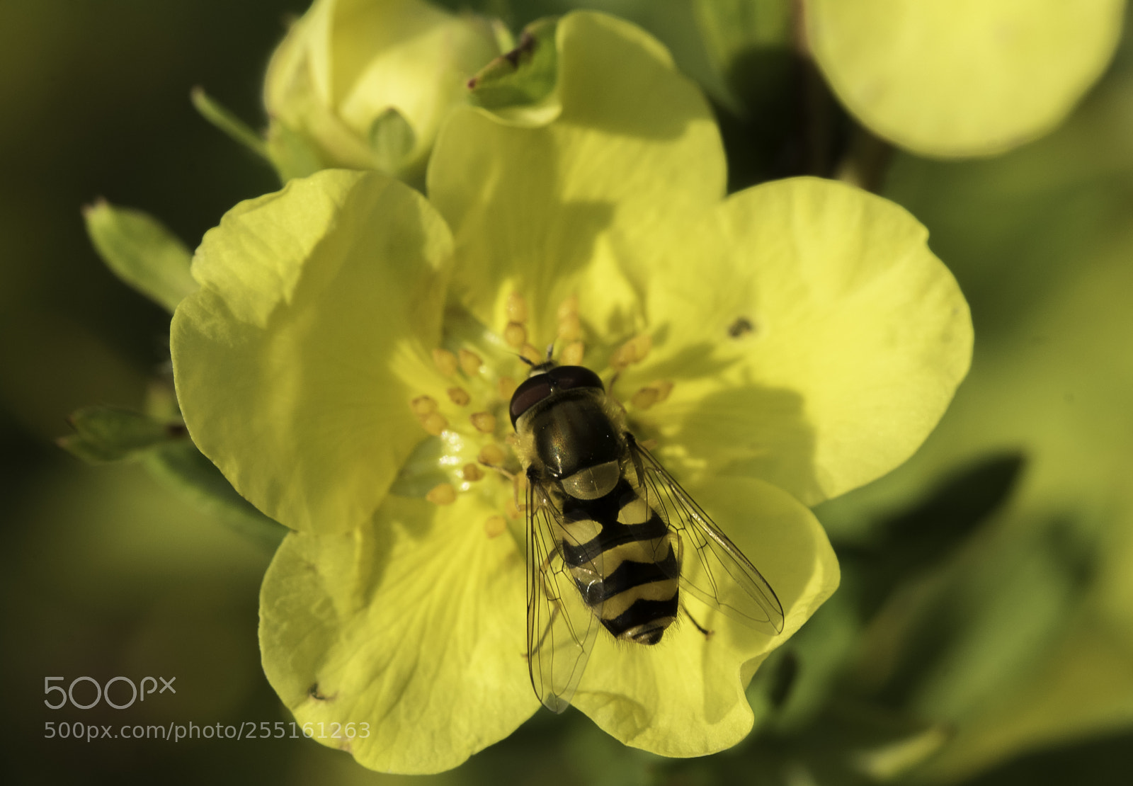 Nikon D5300 sample photo. Insects and butterflies photography