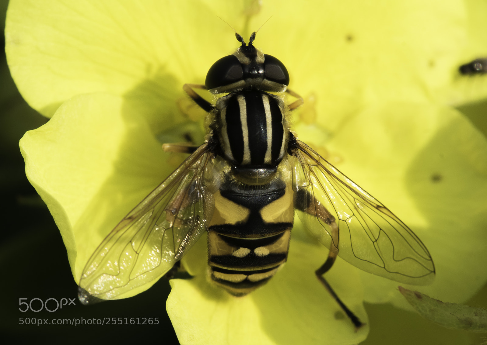 Nikon D5300 sample photo. Insects and butterflies photography