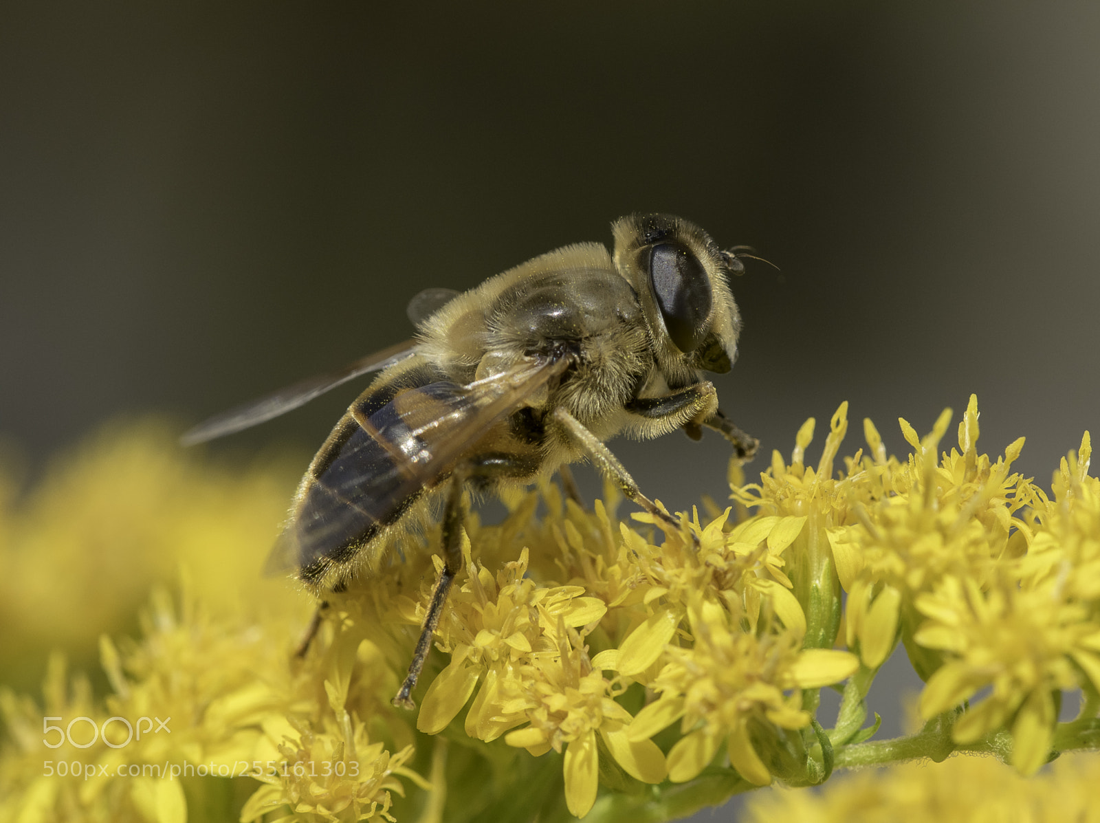 Nikon D5300 sample photo. Insects and butterflies photography