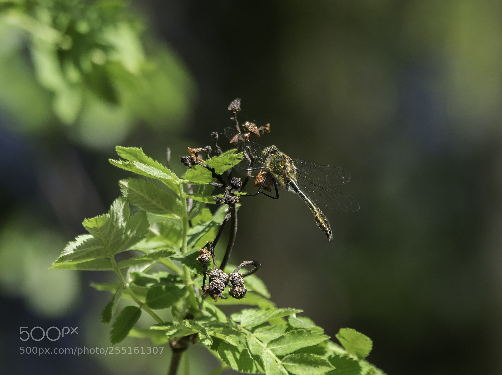 Nikon D5300 sample photo. Insects and butterflies photography