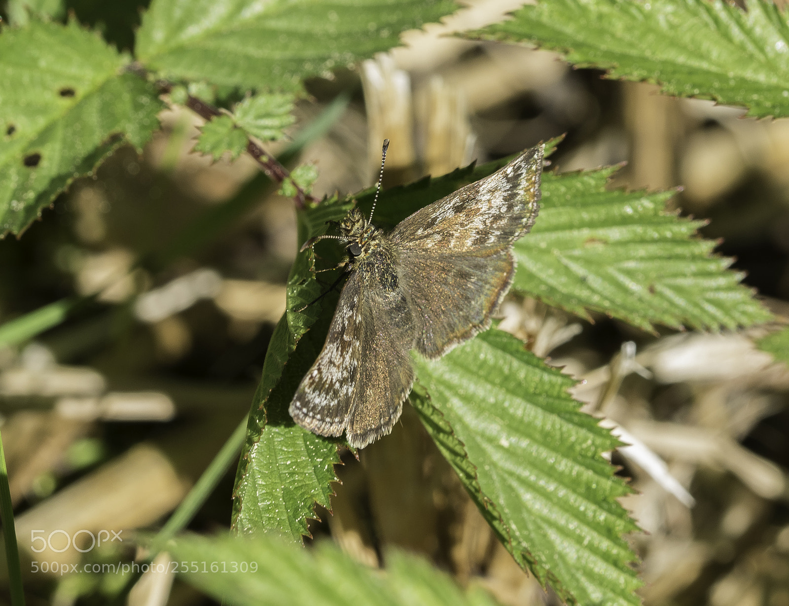 Nikon D5300 sample photo. Insects and butterflies photography