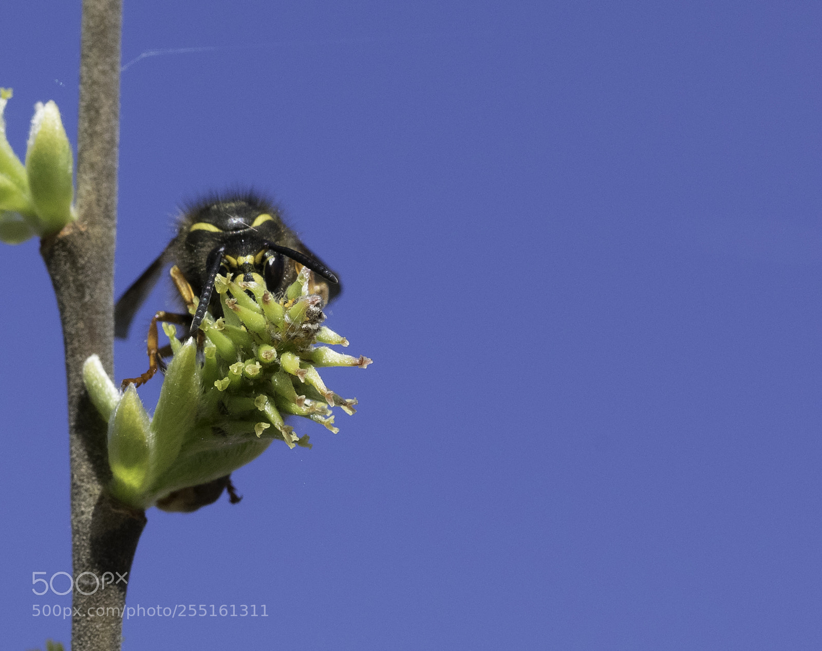 Nikon D5300 sample photo. Insects and butterflies photography