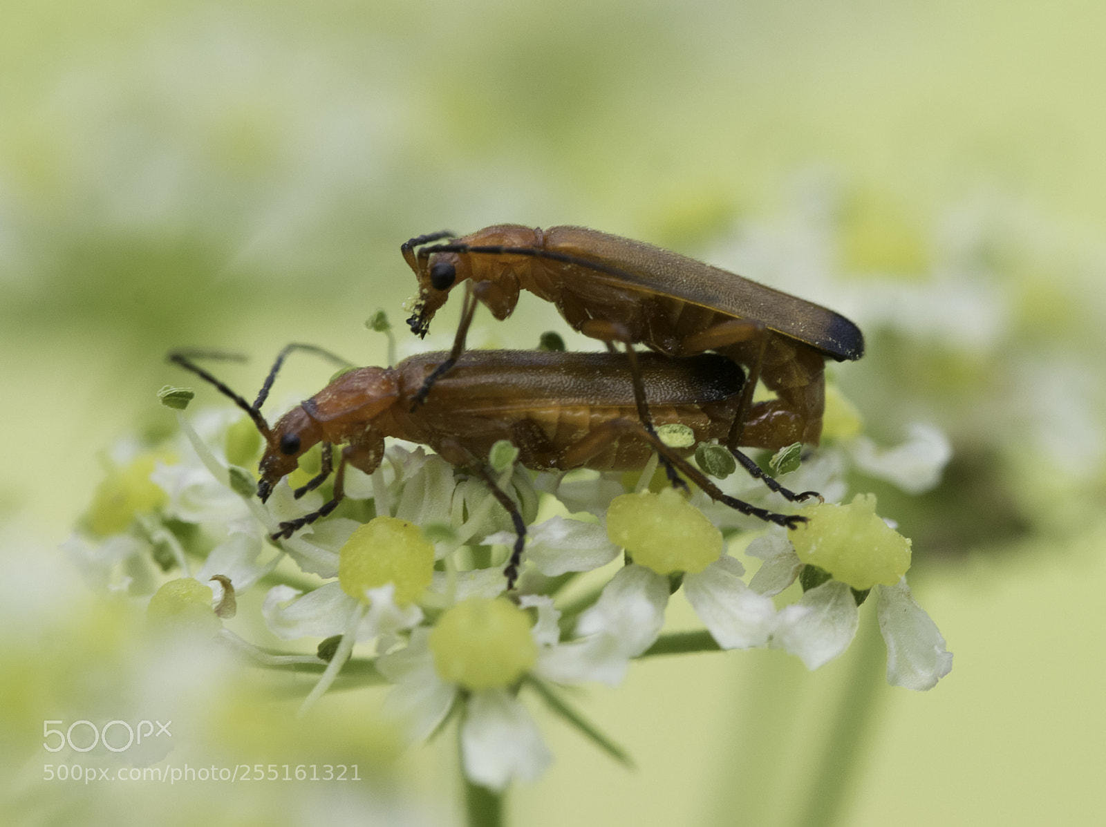 Nikon D5300 sample photo. Insects and butterflies photography