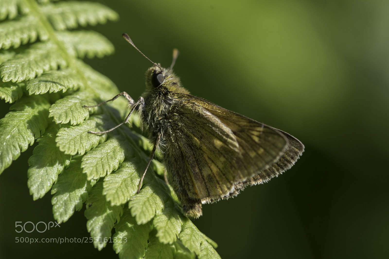 Nikon D5300 sample photo. Insects and butterflies photography