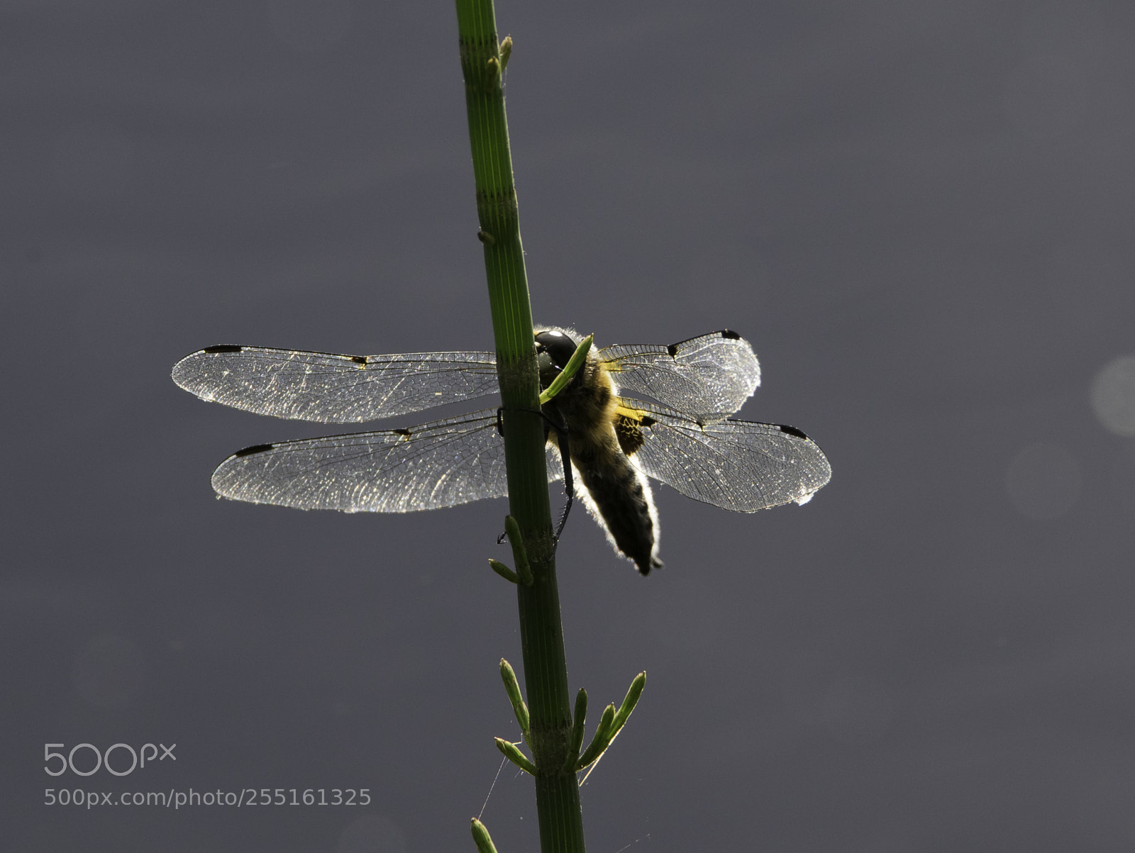 Nikon D5300 sample photo. Insects and butterflies photography
