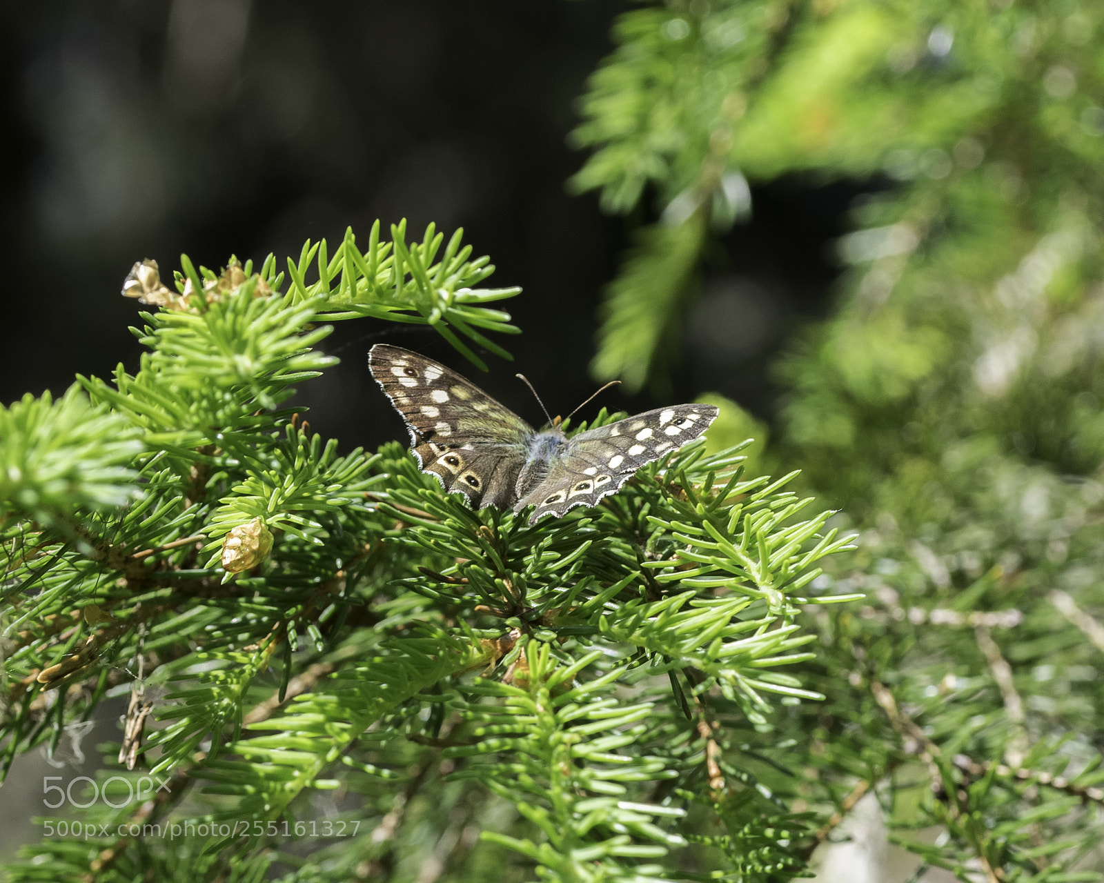 Nikon D5300 sample photo. Insects and butterflies photography