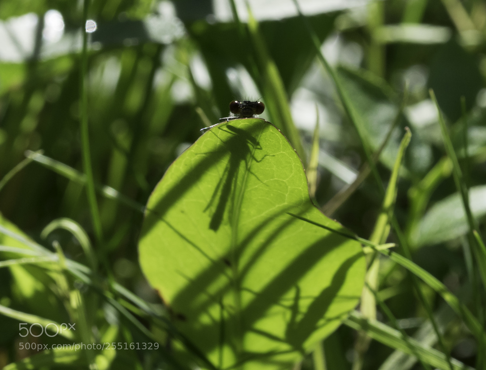 Nikon D5300 sample photo. Insects and butterflies photography