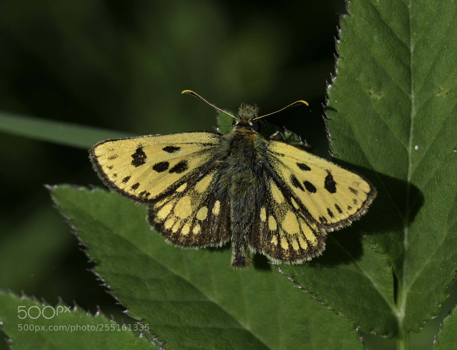 Nikon D5300 sample photo. Insects and butterflies photography