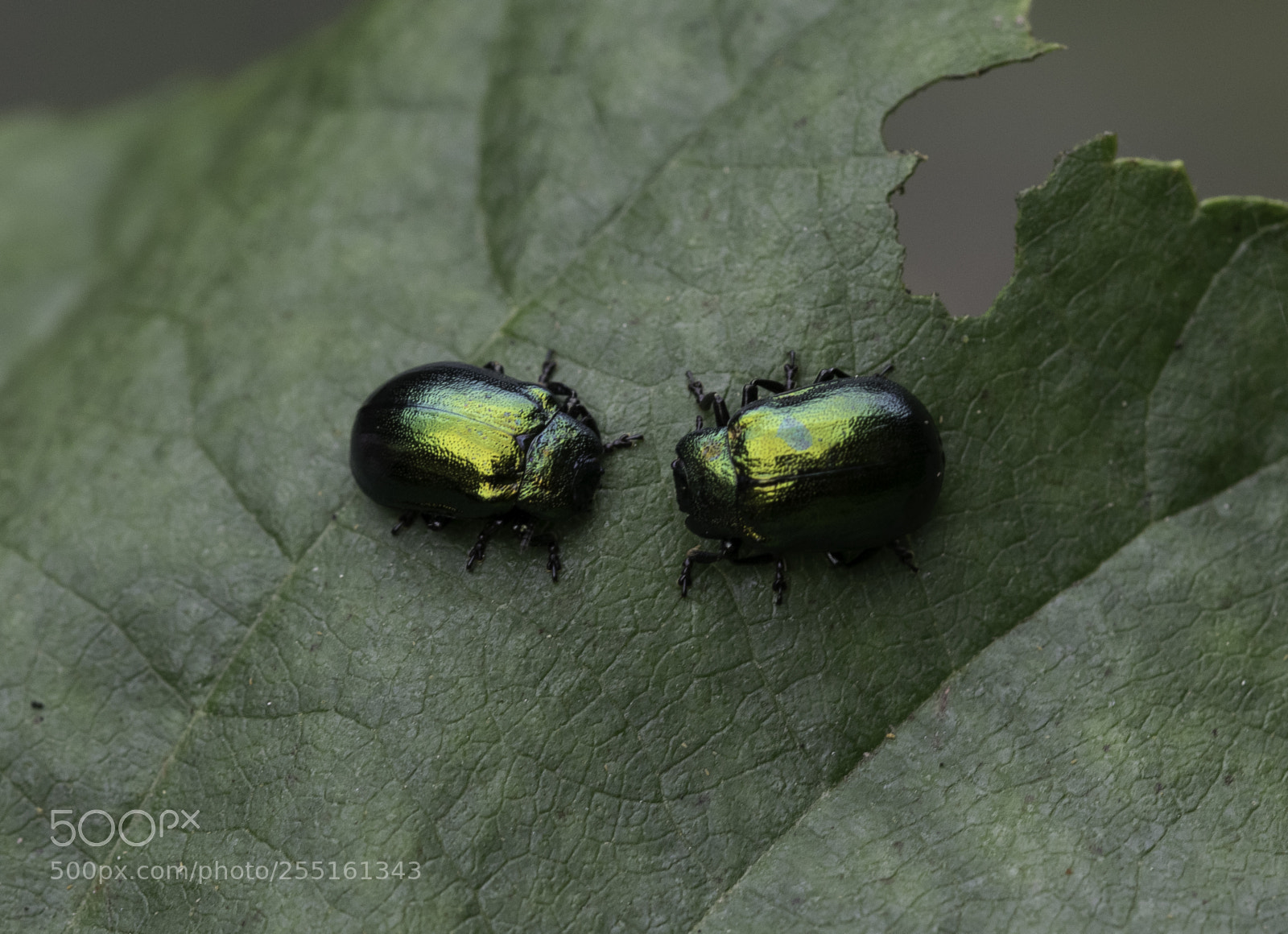 Nikon D5300 sample photo. Insects and butterflies photography
