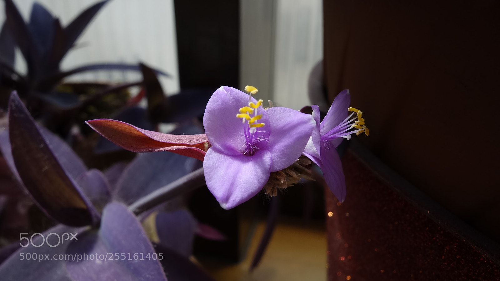 Sony Cyber-shot DSC-RX100 sample photo. Purple photography