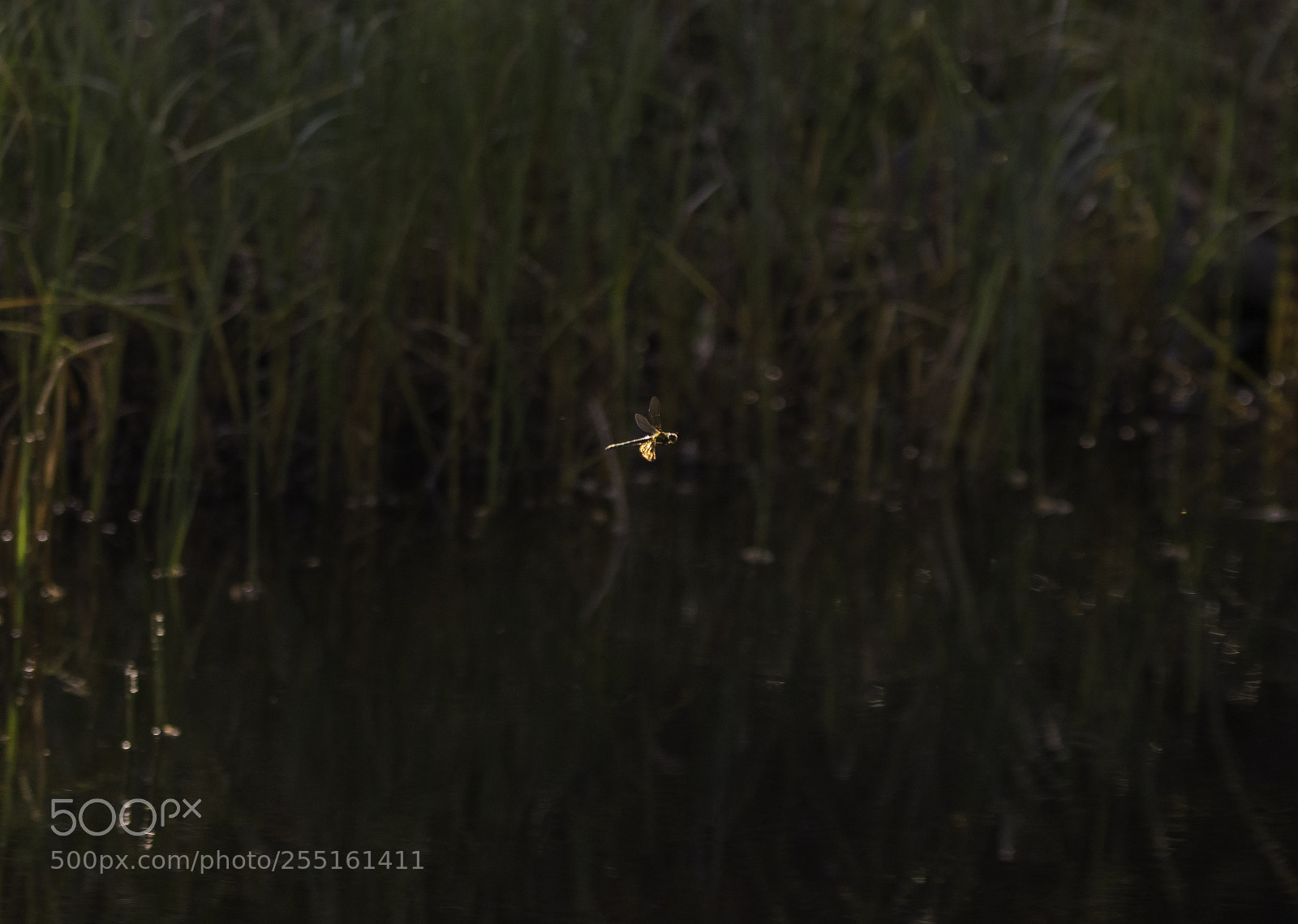 Nikon D5300 sample photo. Insects and butterflies photography