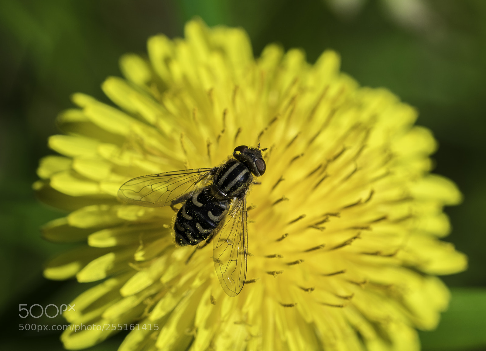 Nikon D5300 sample photo. Insects and butterflies photography