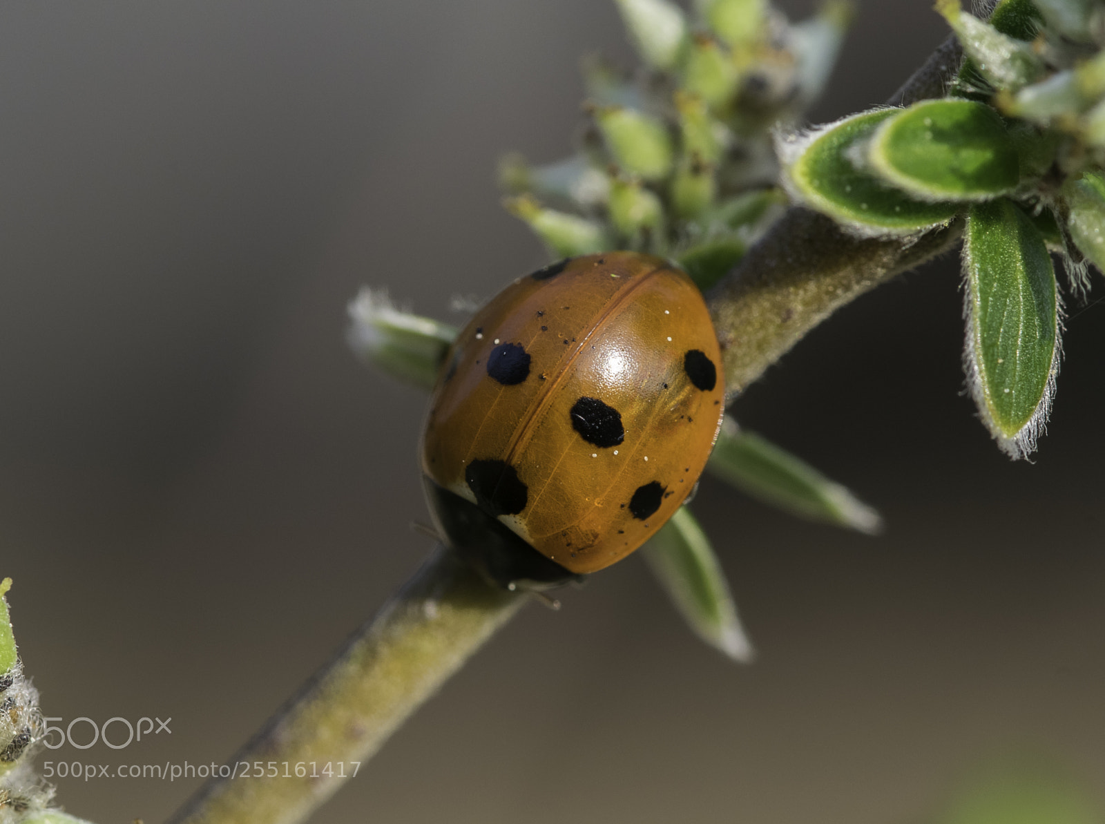Nikon D5300 sample photo. Insects and butterflies photography