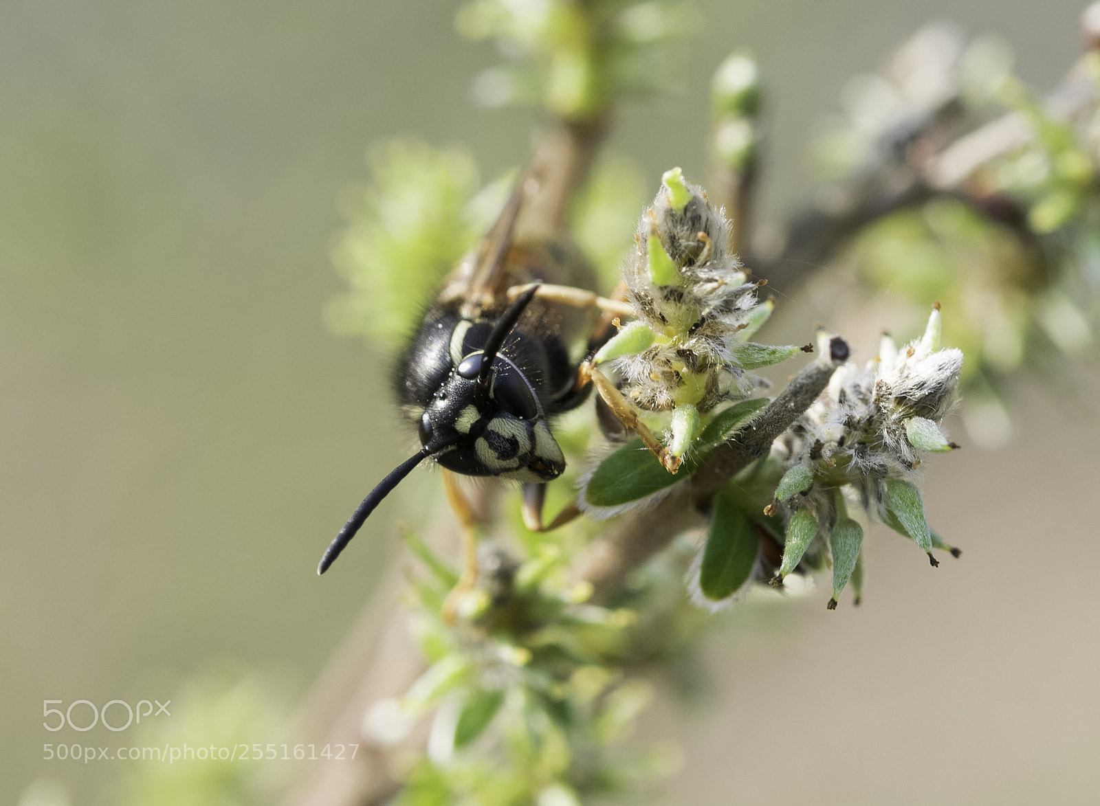 Nikon D5300 sample photo. Insects and butterflies photography