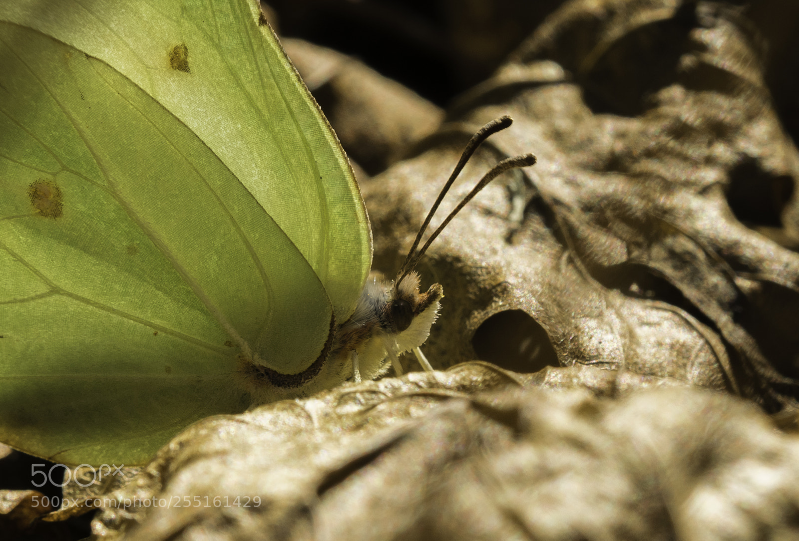 Nikon D5300 sample photo. Insects and butterflies photography