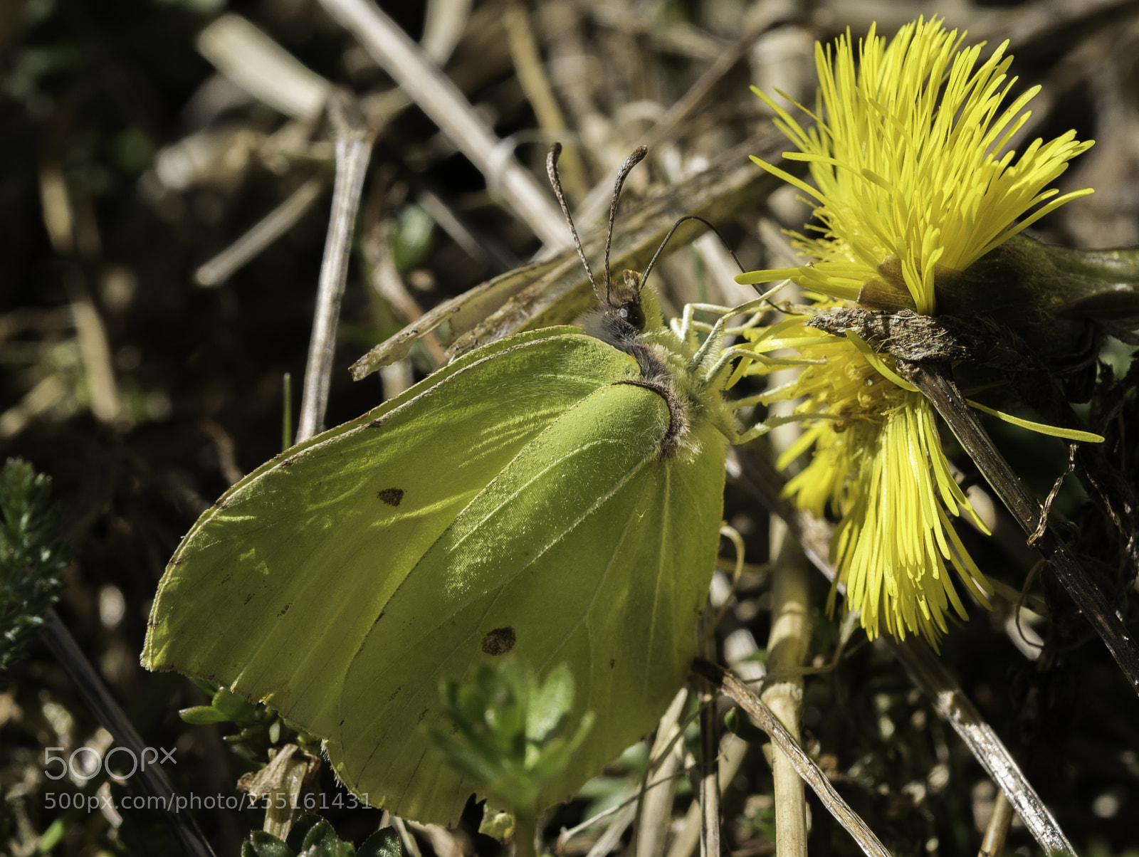Nikon D5300 sample photo. Insects and butterflies photography