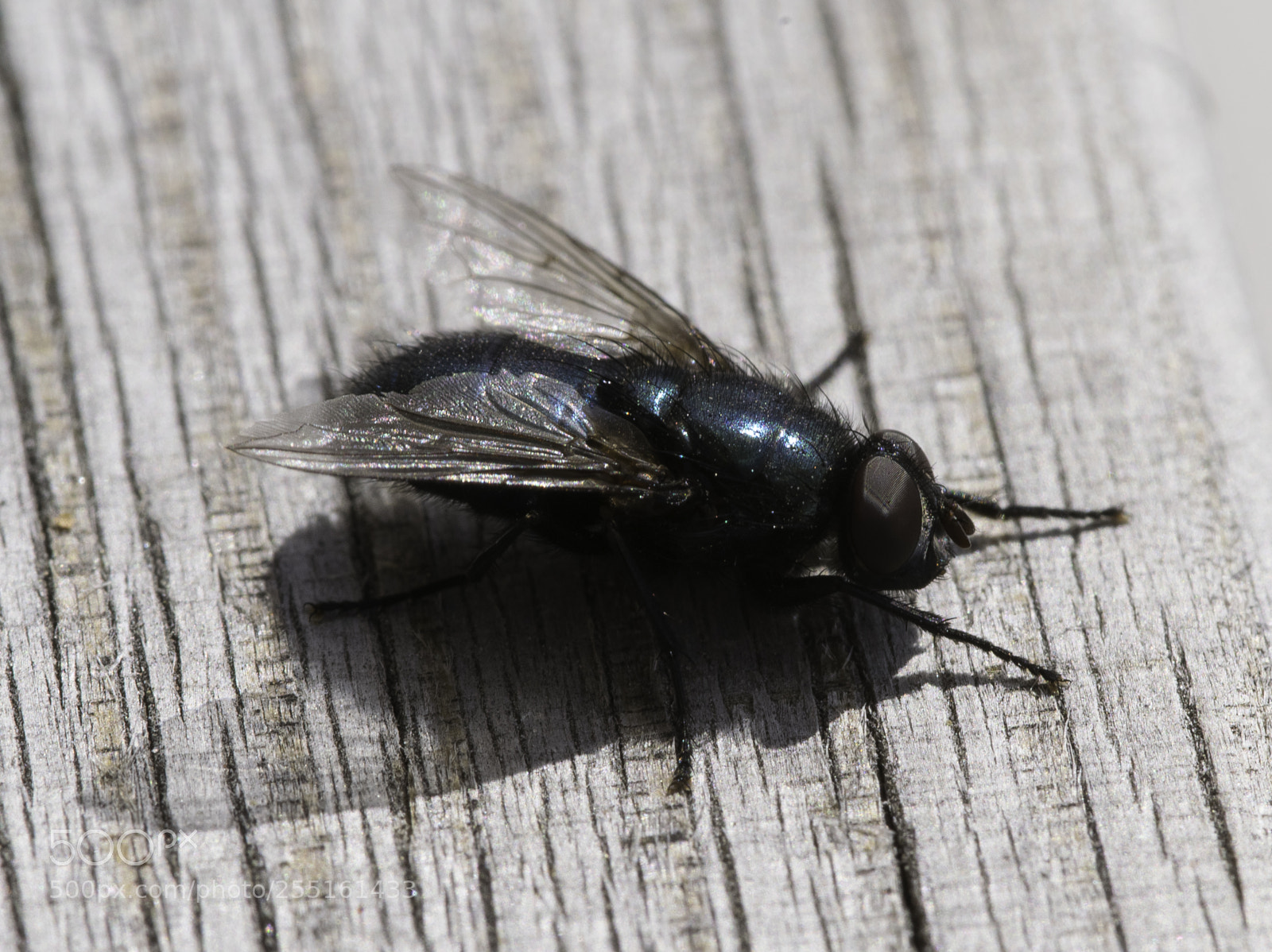 Nikon D5300 sample photo. Insects and butterflies photography