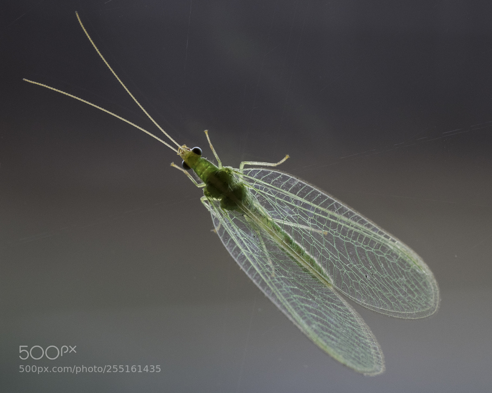 Nikon D5300 sample photo. Insects and butterflies photography