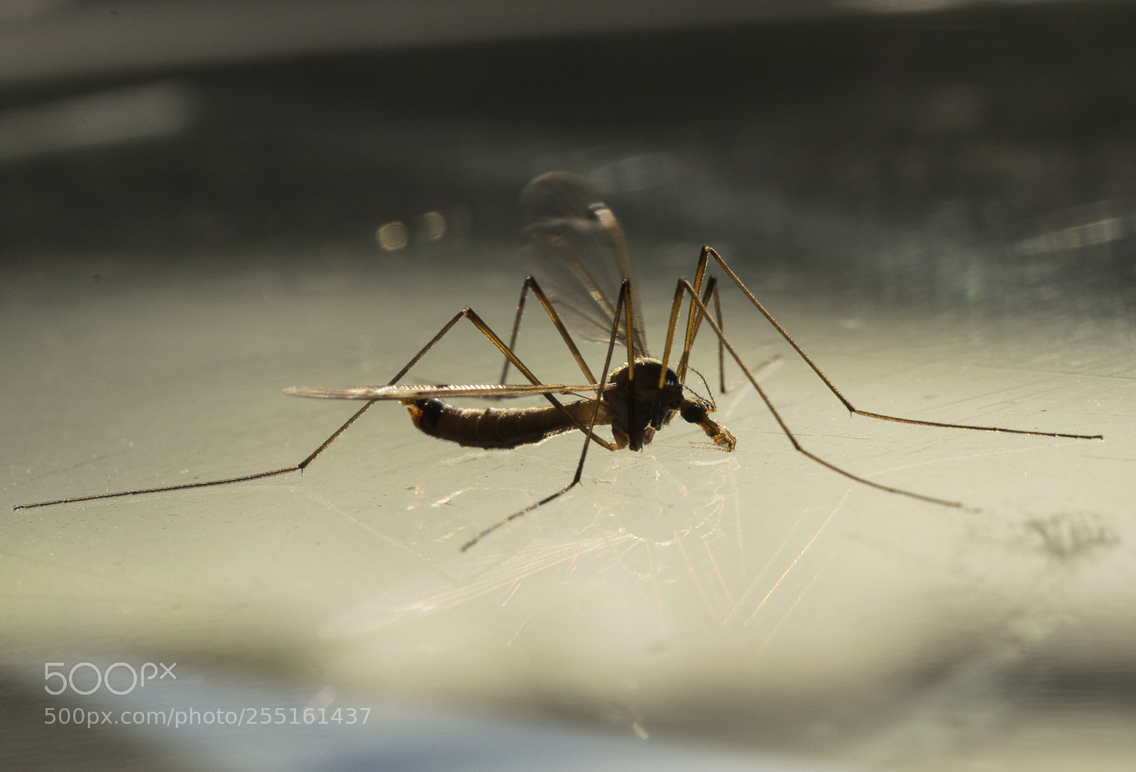 Nikon D5300 sample photo. Insects and butterflies photography