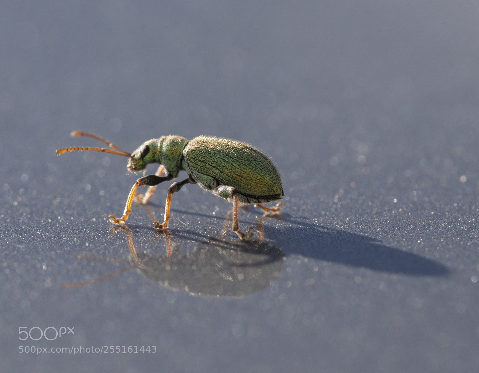Nikon D5300 sample photo. Insects and butterflies photography