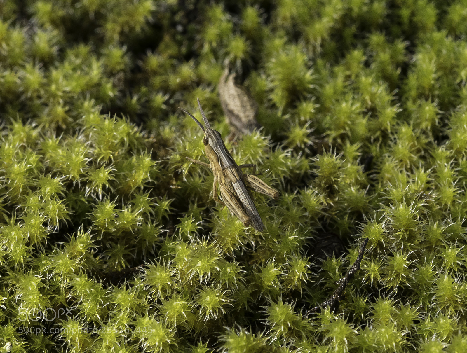 Nikon D5300 sample photo. Insects and butterflies photography