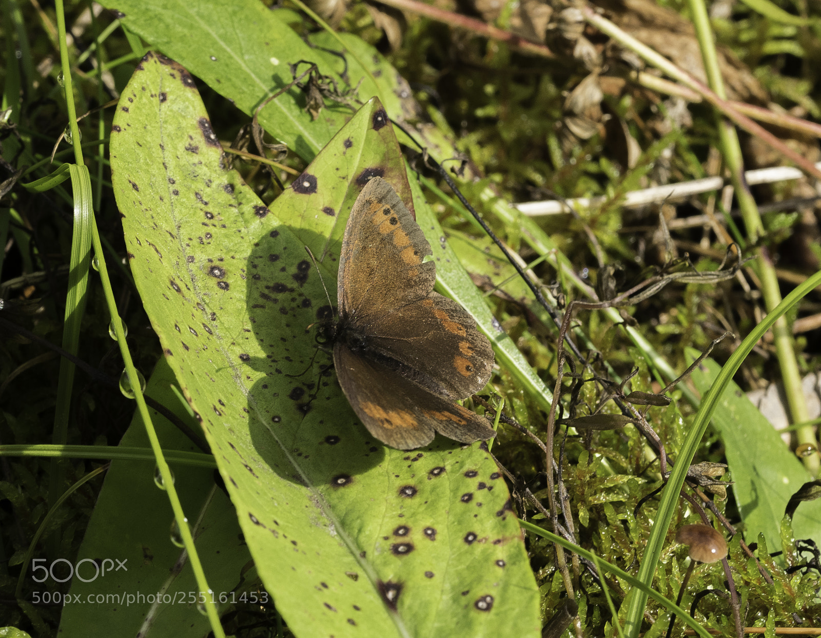 Nikon D5300 sample photo. Insects and butterflies photography