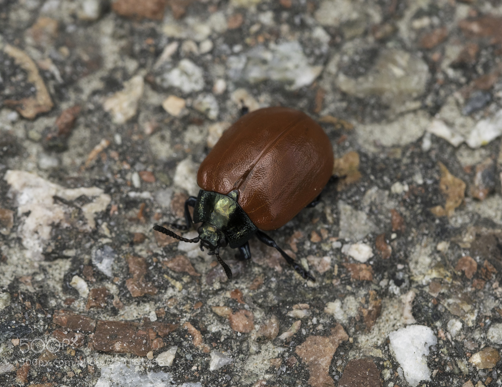 Nikon D5300 sample photo. Insects and butterflies photography