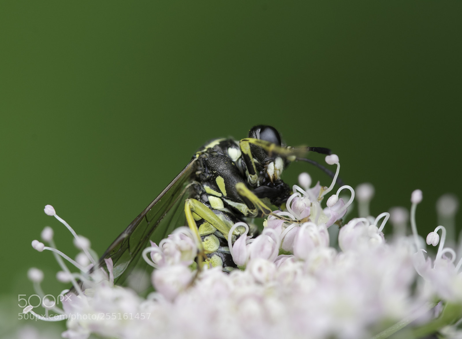 Nikon D5300 sample photo. Insects and butterflies photography