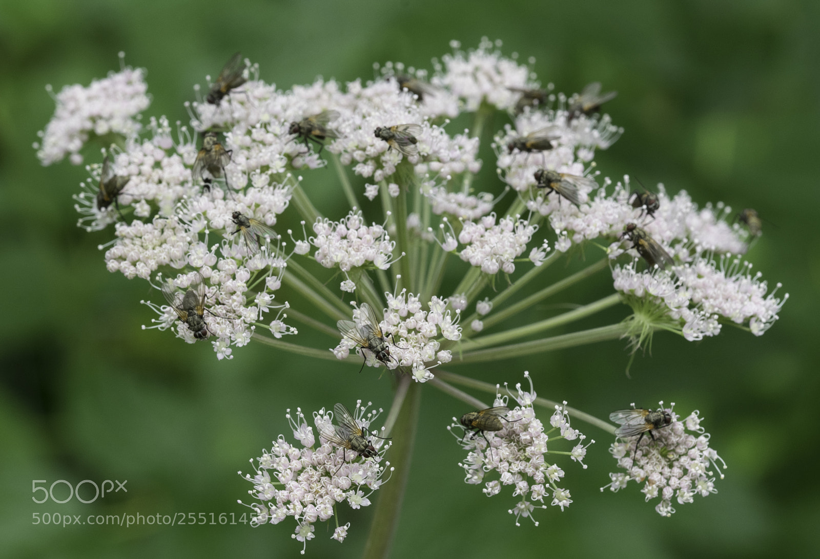 Nikon D5300 sample photo. Insects and butterflies photography