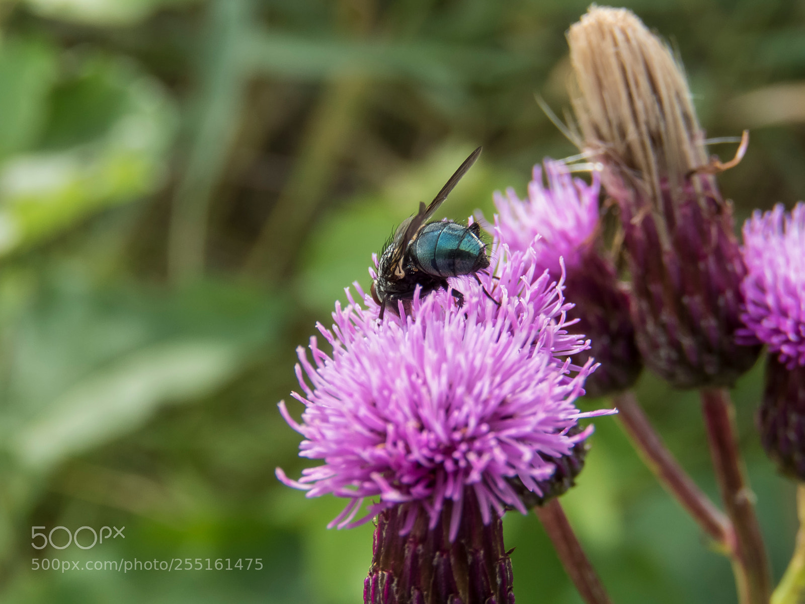 Canon PowerShot SX60 HS sample photo. Insects and butterflies photography