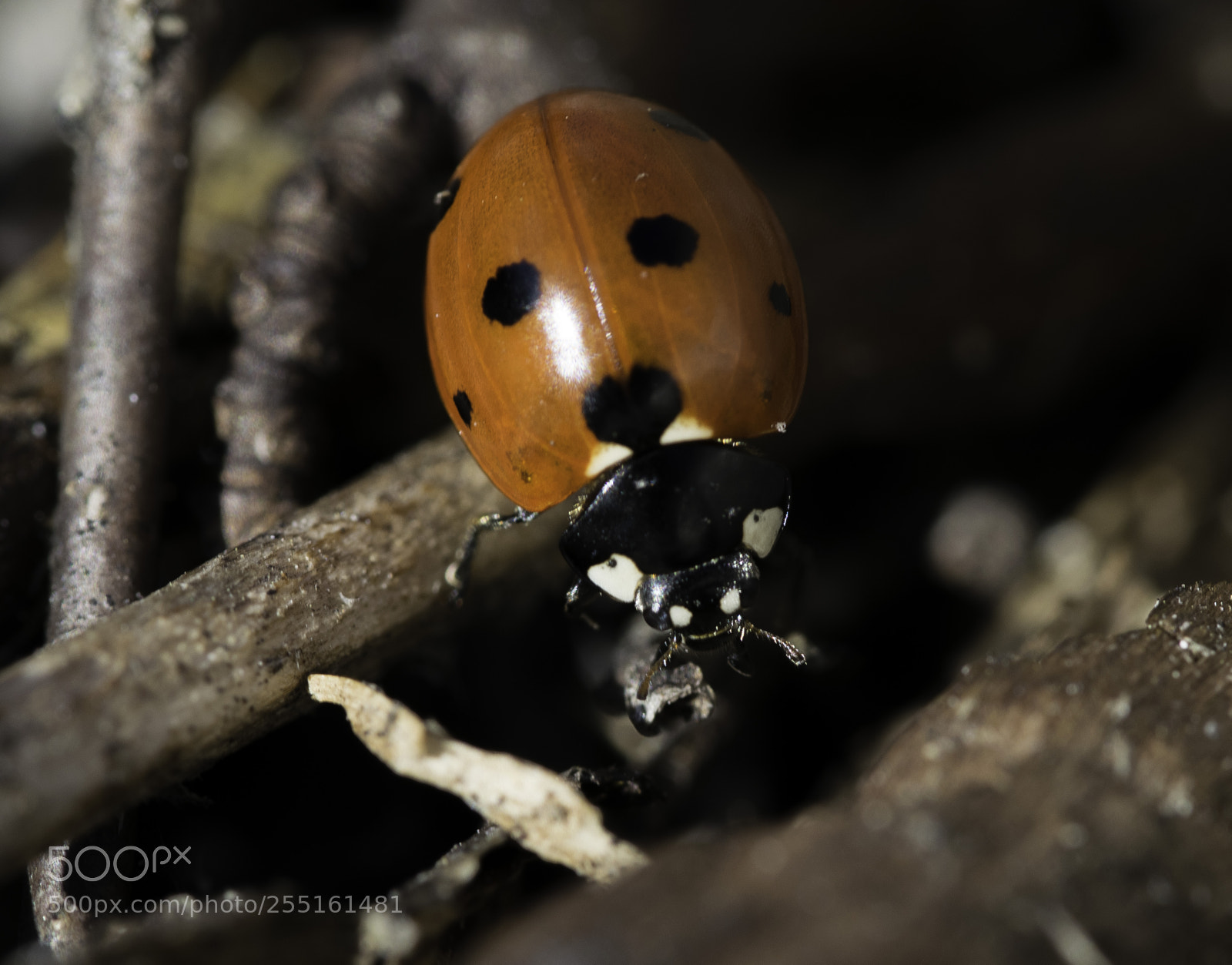 Nikon D5300 sample photo. Insects and butterflies photography