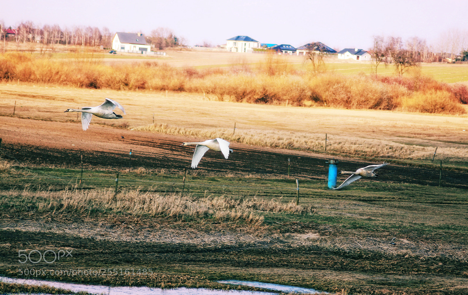Canon EOS 50D sample photo. Polish swans photography