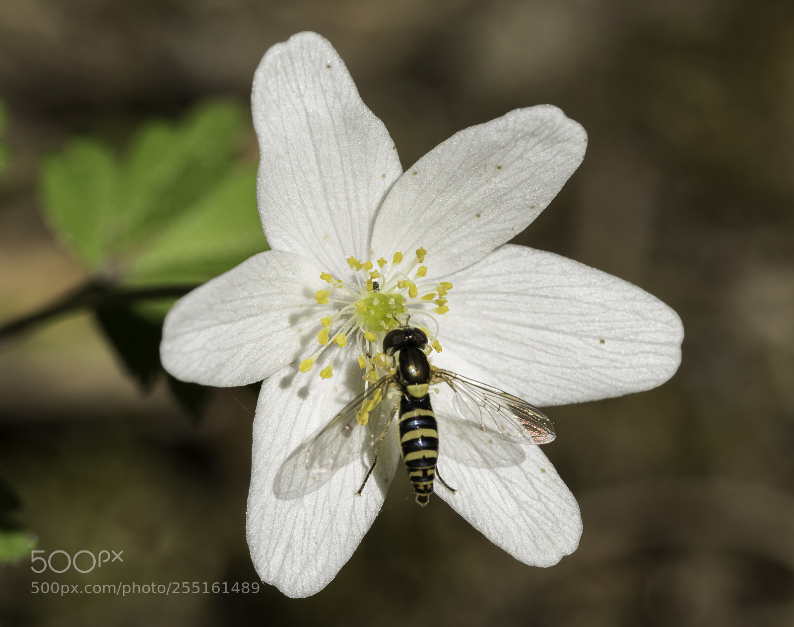 Nikon D5300 sample photo. Insects and butterflies photography