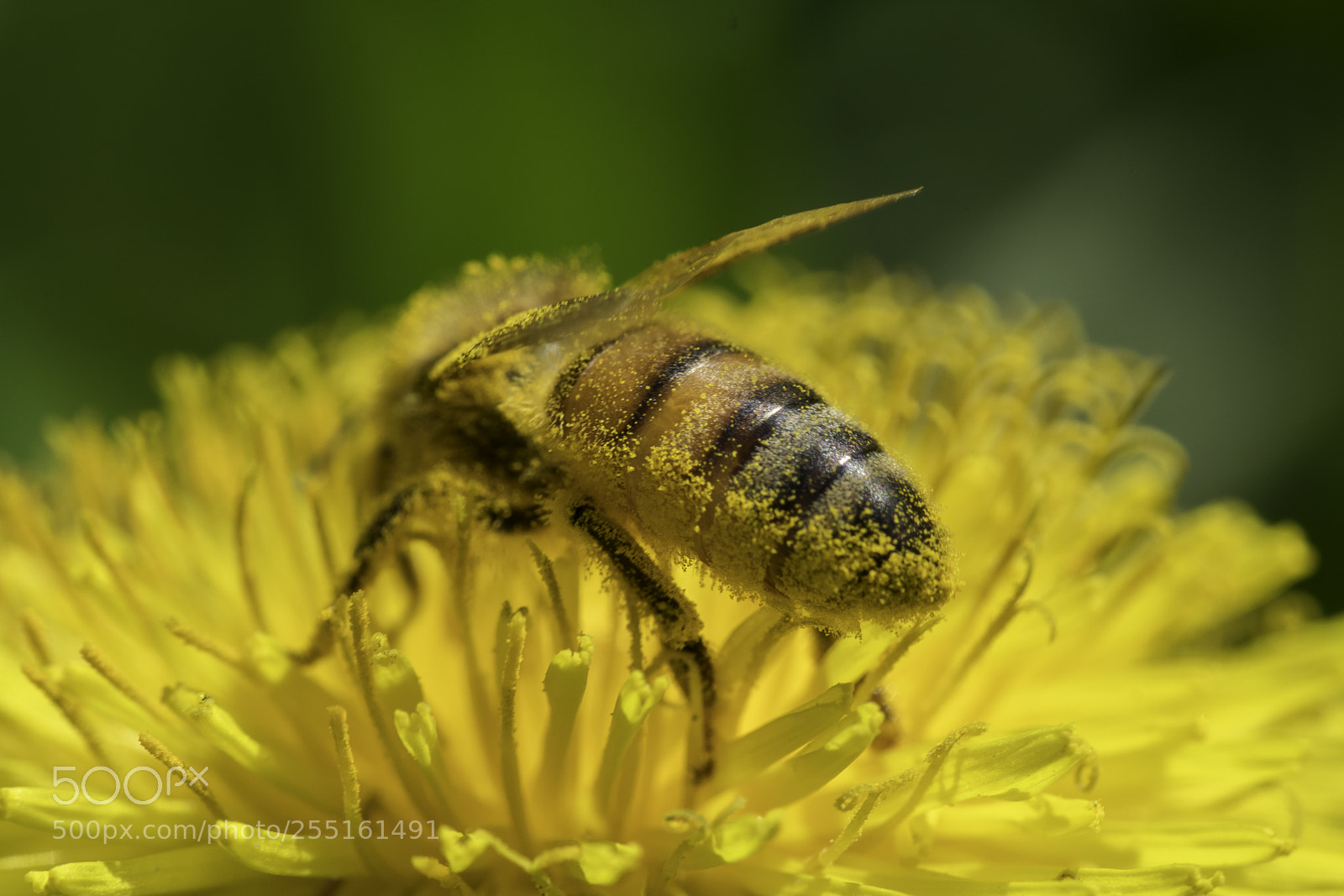 Nikon D5300 sample photo. Insects and butterflies photography