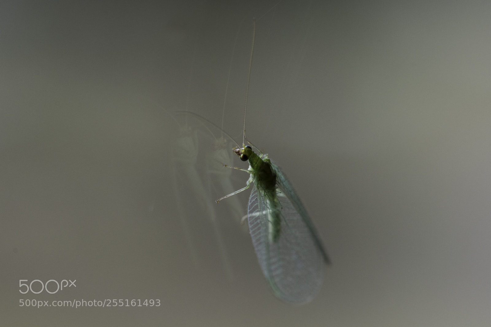 Nikon D5300 sample photo. Insects and butterflies photography